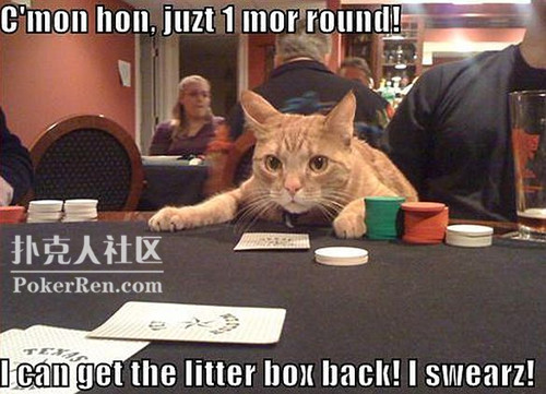 2016-7-28 poker_cat_.jpg